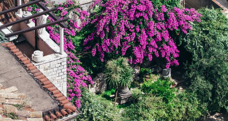 Un patio exuberante rebosante de flores de buganvilia vibrantes entre muros de piedra y vegetación en Split.