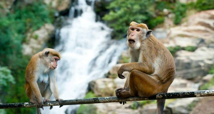 Deux macaques perchés sur une rampe avec une cascade d'eau floue s'écoulant derrière eux.