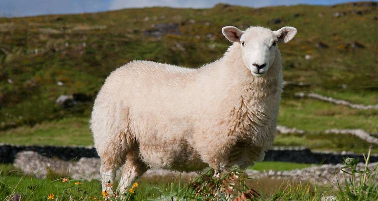 Close-up of a white sheep standing in a green Irish meadow
