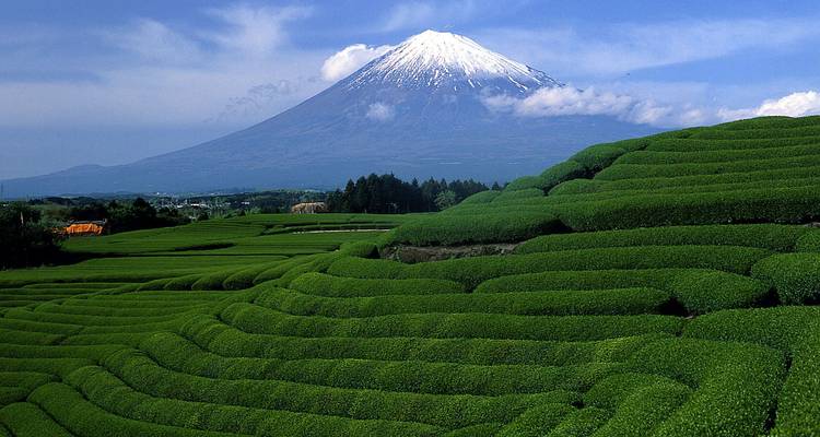 Met sneeuw bedekte Mount Fuji die hoog uittorent boven levendige groene trapvormige theevelden