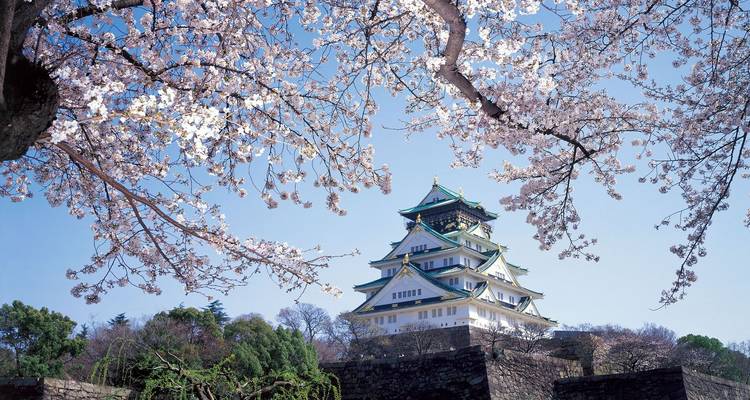 Osaka Castle omlijst door bloeiende kersenbloesems tegen een heldere hemel