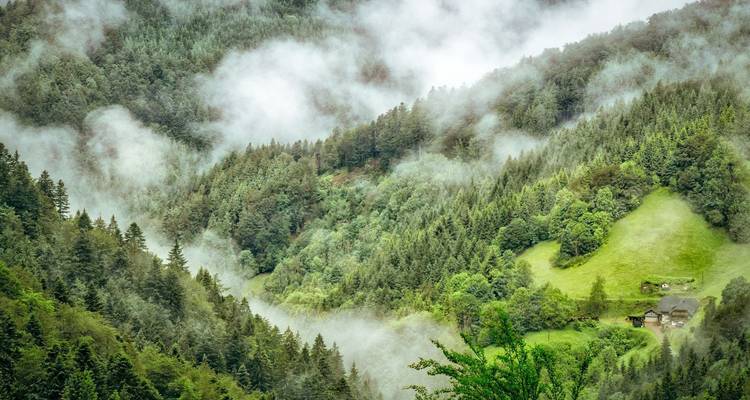 Matin brumeux au-dessus des forêts de conifères denses dans la région de la Forêt-Noire en Allemagne.