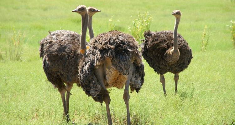 Tres avestruces grandes se mantienen alertas en un campo de pasto verde brillante.