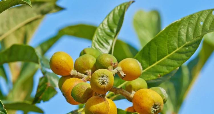 Primer plano de racimos de frutas amarillas y verdes en ramas frondosas contra un cielo azul.