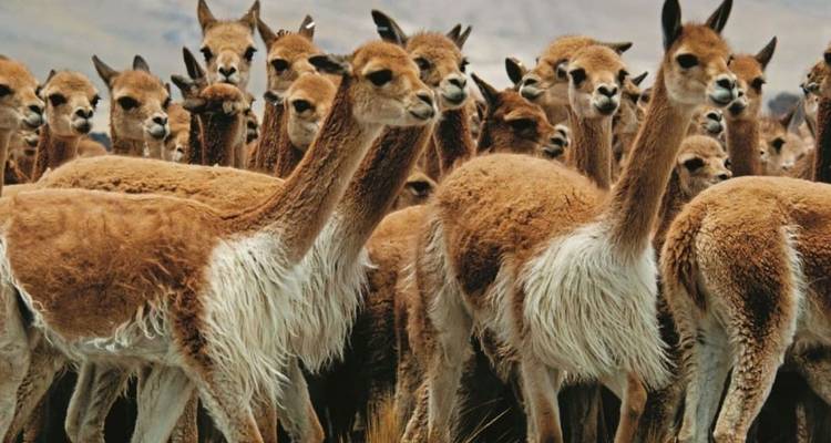 Grote kudde bruine vicuña's staan dicht op elkaar in de Andese graslanden.