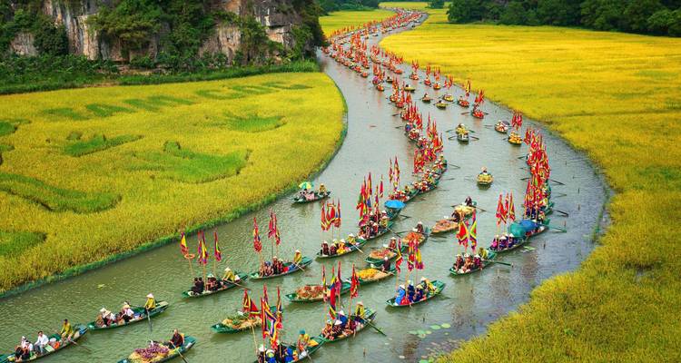 Hundreds of brightly decorated boats procession along a winding river between golden rice fields in Ninh Binh.