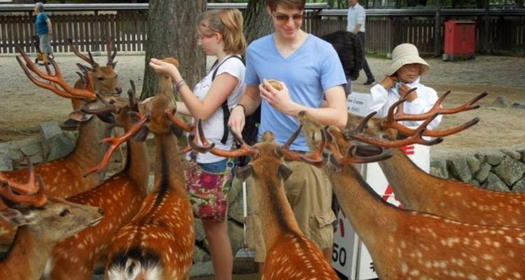 Tourists feed a group of friendly spotted deer beside a stone fence in a park.