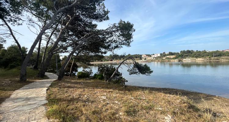 Seaside walking path with leaning pines beside calm inlet and village