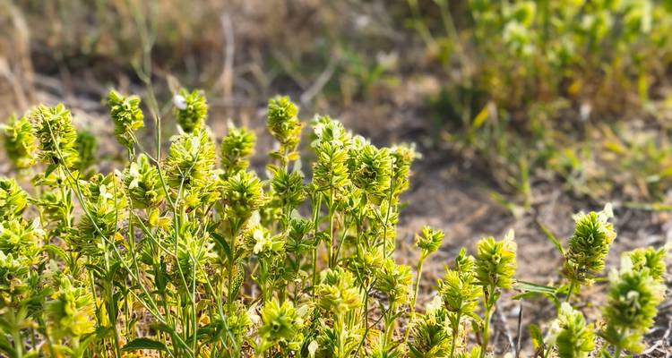 Close-up of small green wild plants in a sun-lit field with a softly blurred background