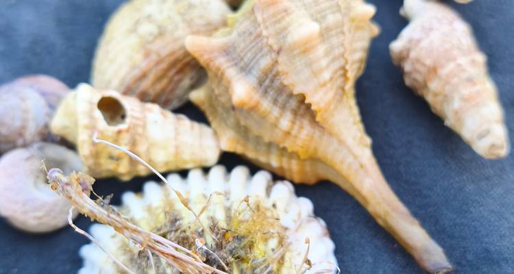 Assorted seashells and dried seaweed arranged on a dark surface