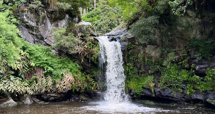 Une cascade unique plongeant dans un bassin ombragé entouré de fougères et de parois rocheuses couvertes de mousse.
