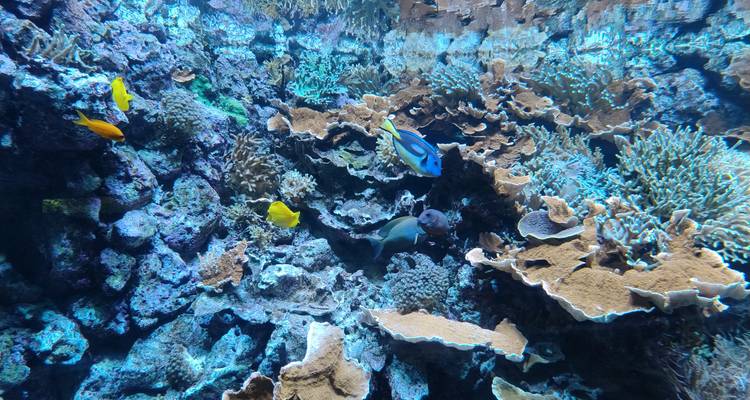 Aquarium de récif corallien coloré regorgant de poissons tropicaux dans un éclairage bleu éclatant.