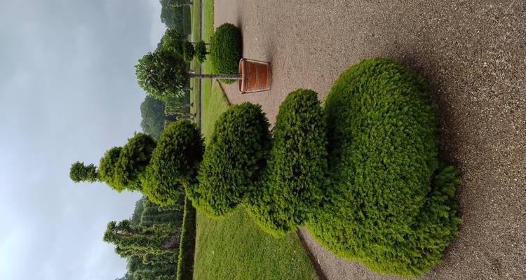 Topiaire en forme de spirale et plantes en pots alignées le long d'un chemin de gravier dans un jardin formel par un jour gris.