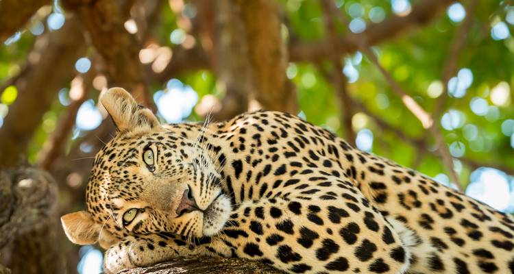 Close-up of leopard resting on a tree branch with dappled green foliage background.