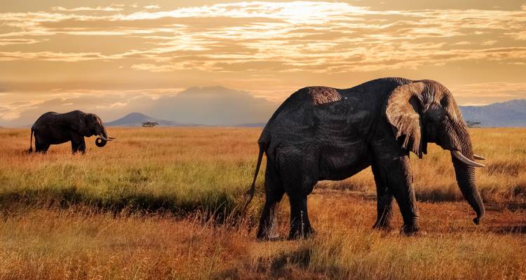 Two elephants walk across golden grasslands beneath a warm sunset sky in the Serengeti.