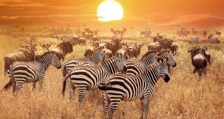 A large herd of zebras and wildebeest stand in dry golden grass beneath a dramatic orange sunset with the sun low on the horizon.