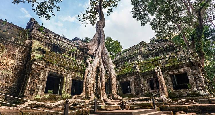 Les racines massives d'un arbre enveloppent les ruines en pierre couvertes de mousse d'un temple dans un cadre de jungle.