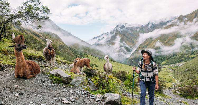 Wanderer mit Trekkingstab geht an neugierigen Lamas vorbei in nebeligem grünem Andestal
