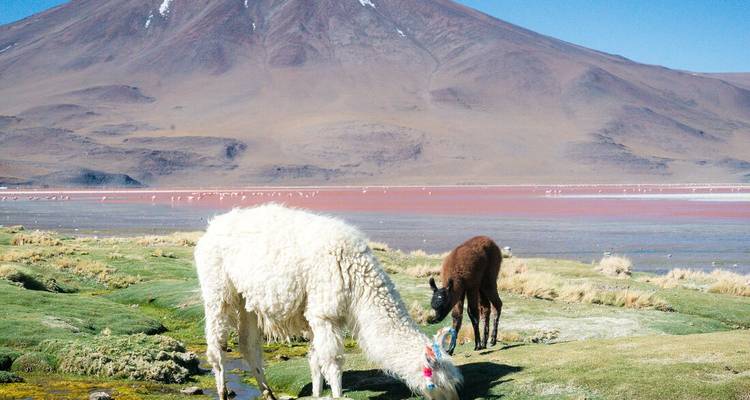 Lama blanc broutant dans les vertes pampas à côté des eaux rose vif de la Laguna Colorada avec un volcan en arrière-plan