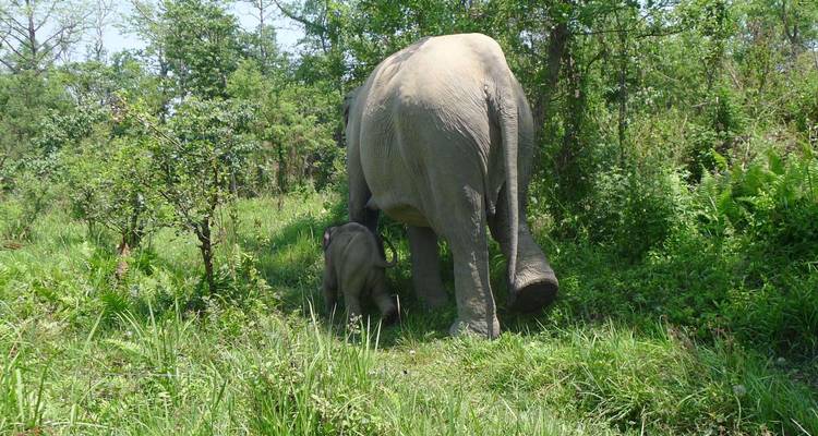 Un éléphant adulte et son éléphanteau marchent à travers une végétation de jungle verte et luxuriante.