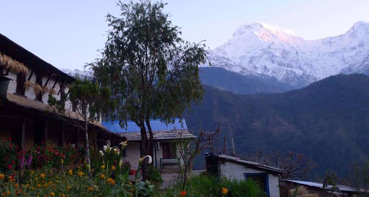 Jardin de village en fleurs se détachant sur les sommets enneigés de l'Himalaya à la lumière du petit matin.