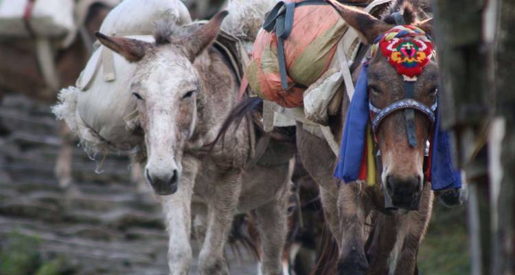 Des mules de bât chargées d'équipements colorés remontent un sentier de montagne en pierre.