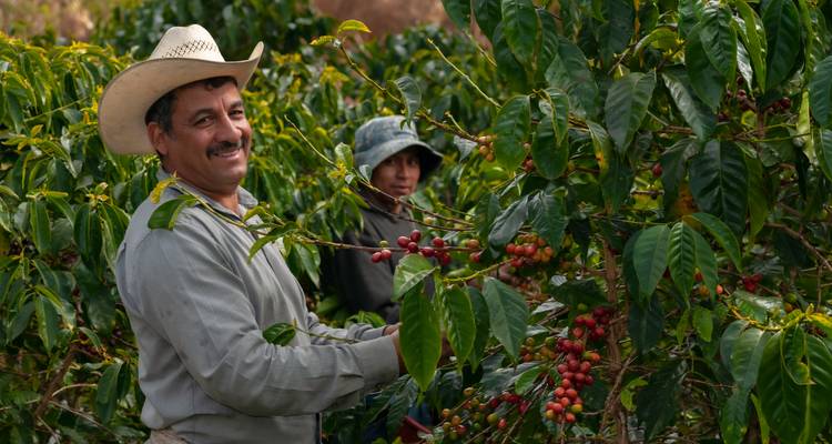 Des agriculteurs de café souriants récoltant des cerises de café rouges et mûres sur des buissons feuillus.