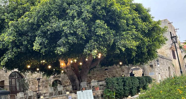 Outdoor cafe shaded by a large leafy tree decorated with string lights
