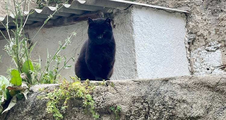 Black cat sitting on a stone ledge against a whitewashed wall