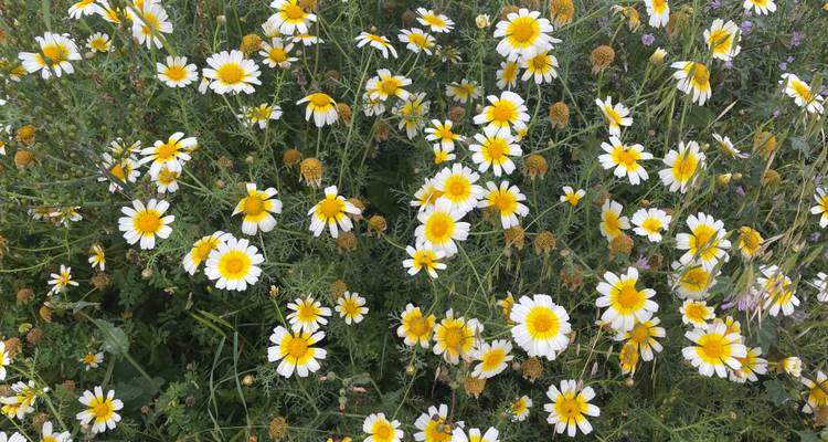 Cluster of bright yellow-centered daisies in full bloom