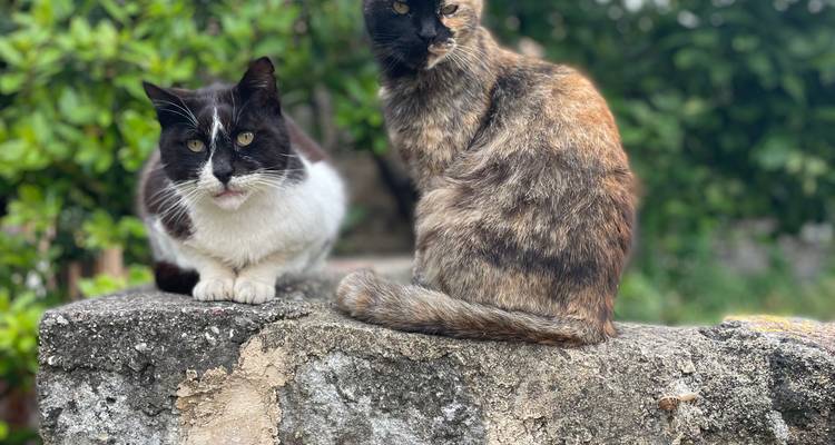 Two cats, one tortoiseshell and one black-and-white, sitting on a stone ledge