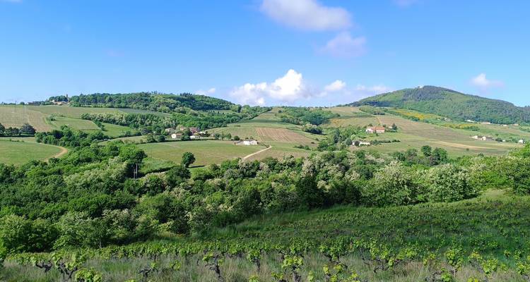Vaste paysage viticole s'étendant sur des collines verdoyantes sous un ciel bleu éclatant