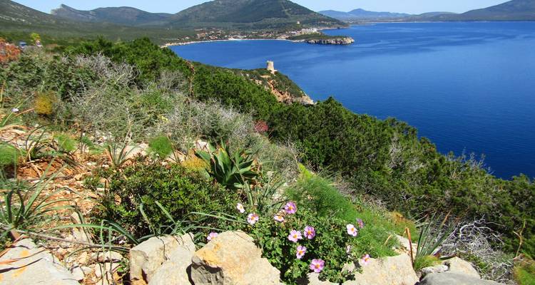Wildblumen blühen auf felsigem Kliff oberhalb einer leuchtend blauen Bucht mit entferntem Turm und Bergen.
