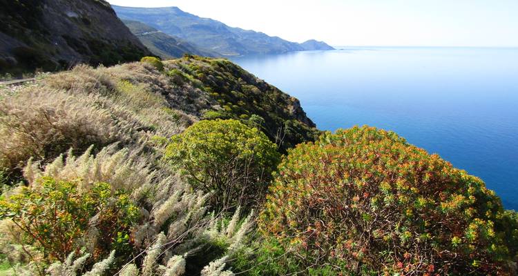 Dichtes Küstengebüsch an steilen Klippen, die sich zu einem endlosen, ruhigen blauen Meer hinabsenken.