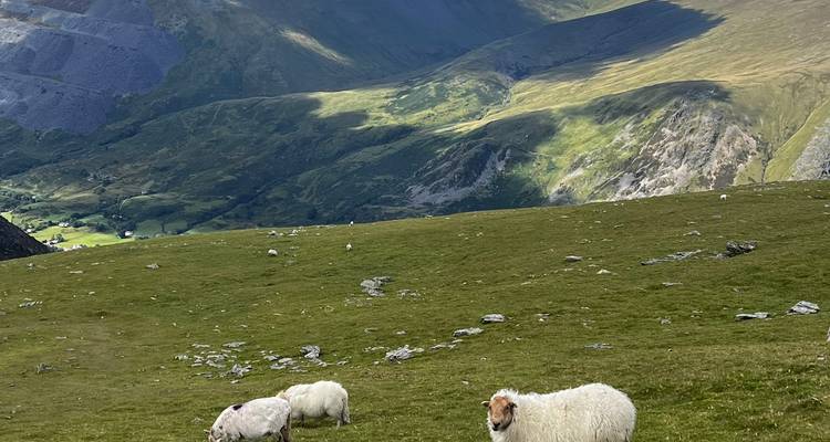 Three woolly sheep grazing on a high grassy slope with rugged Welsh mountains behind.