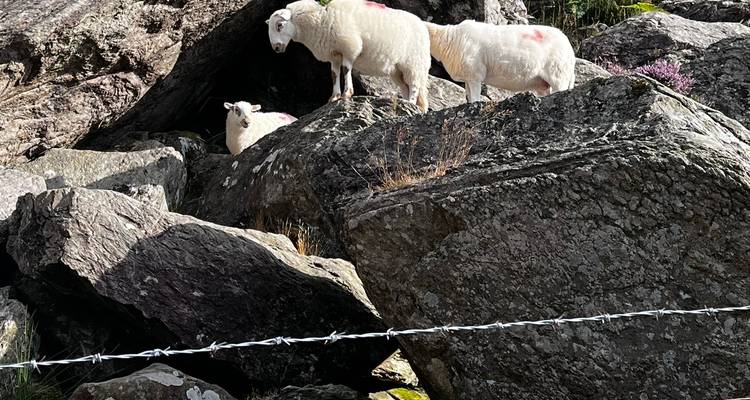 Sheep perched on large boulders marked with paint in a rocky Welsh landscape.