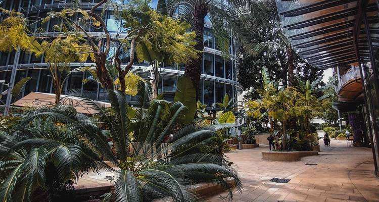 Leafy modern courtyard with tall glass buildings and lush tropical plants lining a paved walkway.