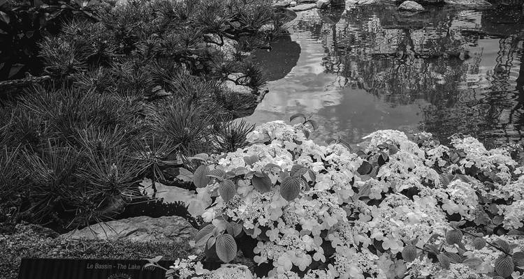 Black-and-white close-up of hydrangeas beside a reflective pond and pine branches.