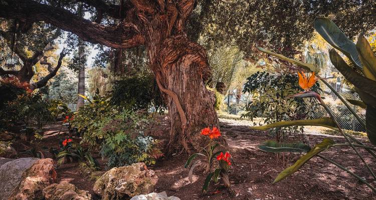 Textured old tree trunk surrounded by bird-of-paradise flowers and leafy undergrowth in a shaded garden.
