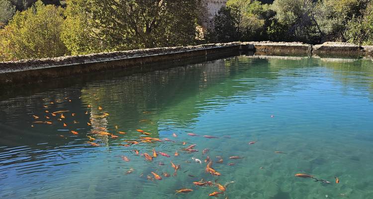 Bassin aux eaux turquoise cristallines avec des dizaines de petits poissons oranges nageant près de la surface.