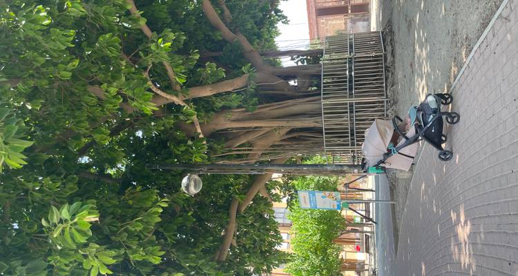 Poussette stationnée à côté d'un énorme arbre aux racines aériennes dans un parc de quartier tranquille