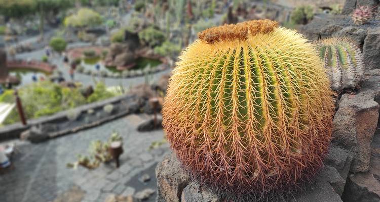 Cactus pointu et rond perché sur un mur de pierre avec un jardin en terrasses flou en dessous.
