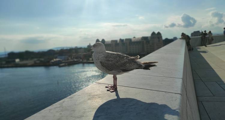 Mouette perchée sur le bord en marbre du toit de l'Opéra d'Oslo avec le port et la ligne d'horizon de la ville en arrière-plan.