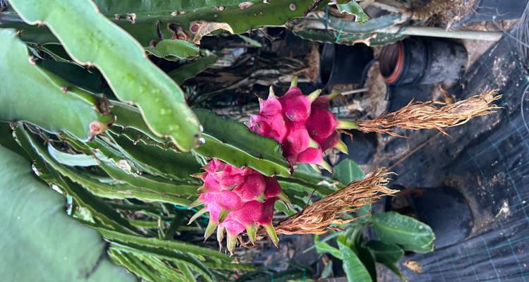 Close-up of ripe pink dragon fruit hanging from cactus in greenhouse