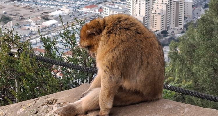 Macaque de Barbarie assis sur une corniche surplombant la ville et le port bien en contrebas.