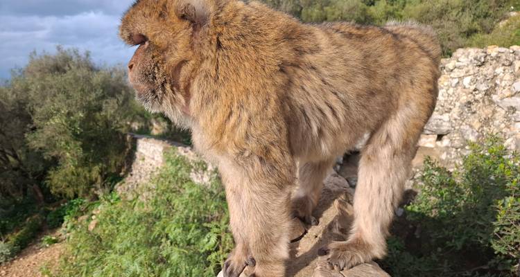 Macaque de Barbarie se tenant sur un mur de pierre avec un arrière-plan de colline verdoyante.