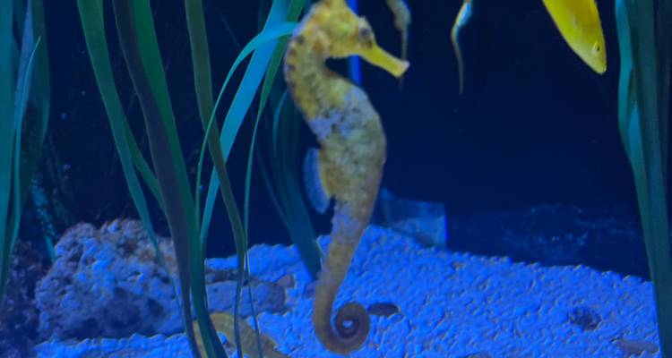 Un hippocampe flottant dans un réservoir d'aquarium faiblement éclairé parmi des herbes marines.