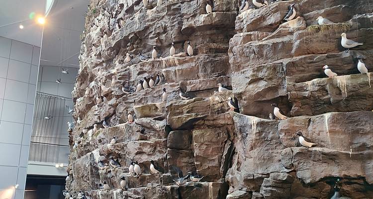 Indoor cliff diorama crowded with taxidermy seabirds in a natural history exhibit.