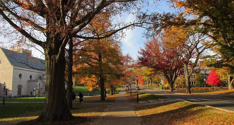 Allée verdoyante du campus bordée d'arbres aux couleurs automnales éclatantes et de bâtiments en pierre historiques.