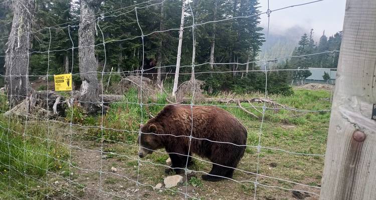 Brown bear inside a fenced wildlife enclosure in a misty alpine setting.